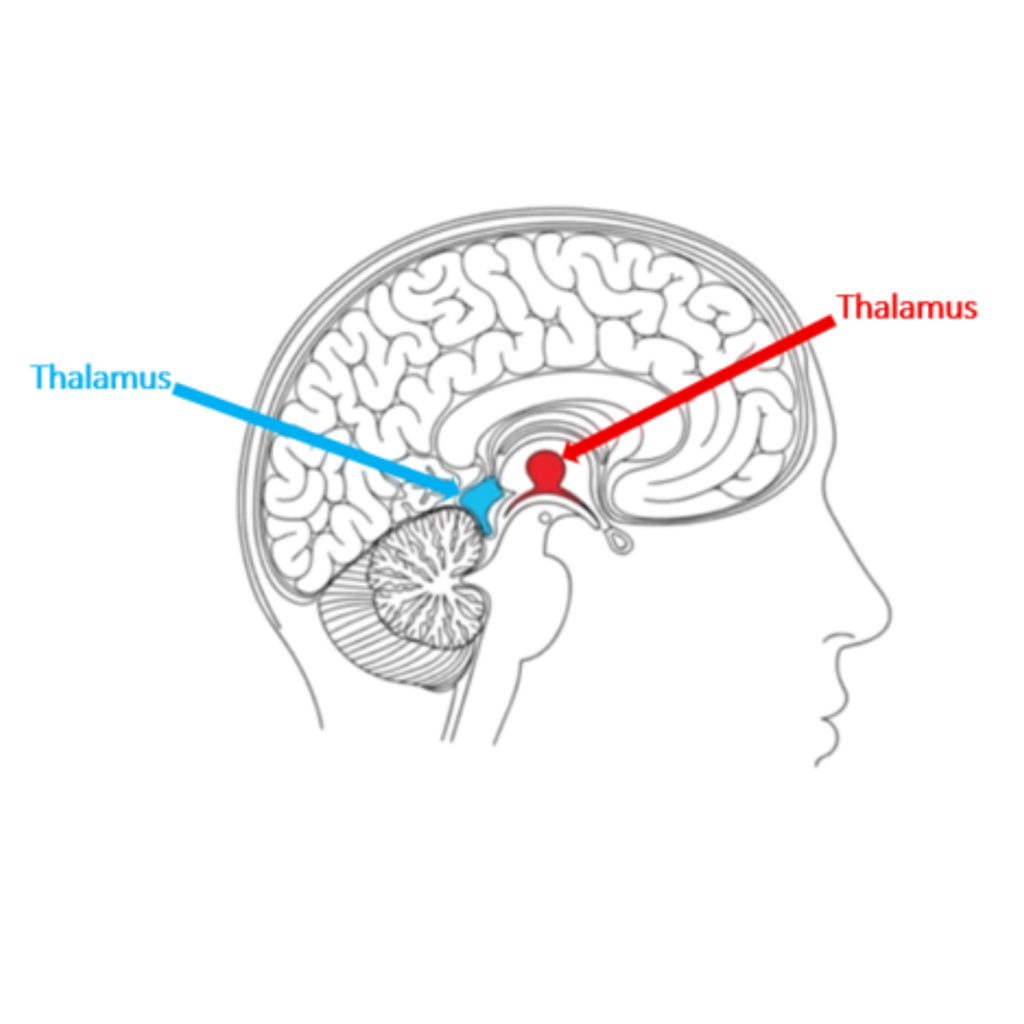cerveau thalamus