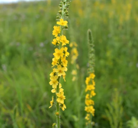 Agrimony