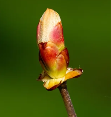 Chesnut Bud