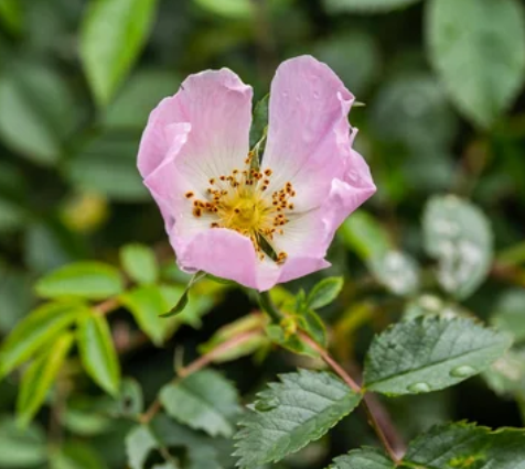 Wild Rose