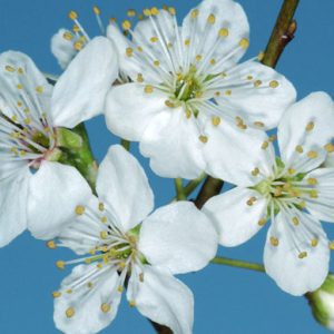 Cherry Plum2