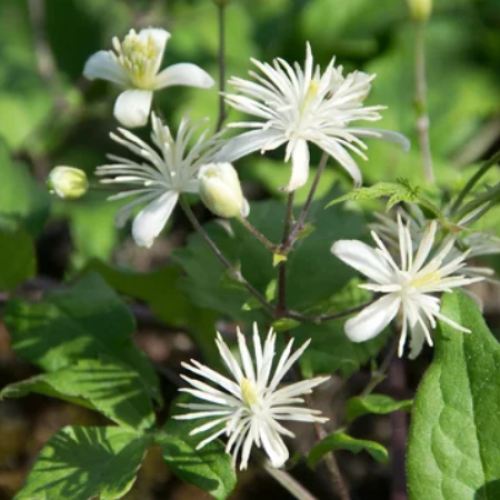 Clematis