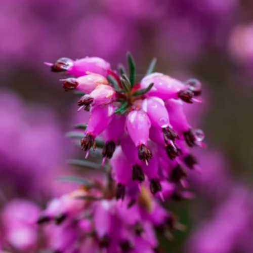 Heather