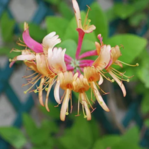 Honeysuckle2