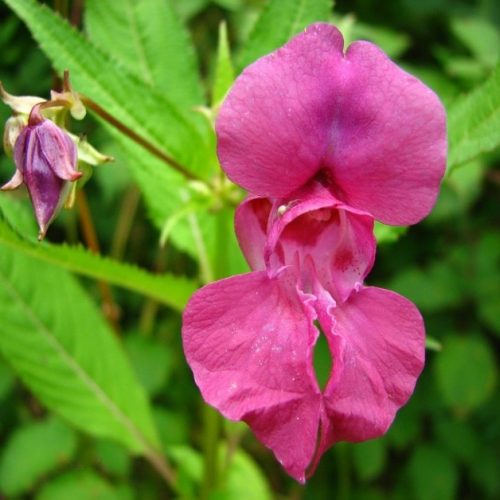 Impatiens