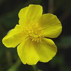 Rock Rose