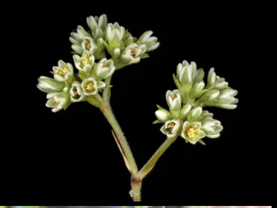 Scléranthe
