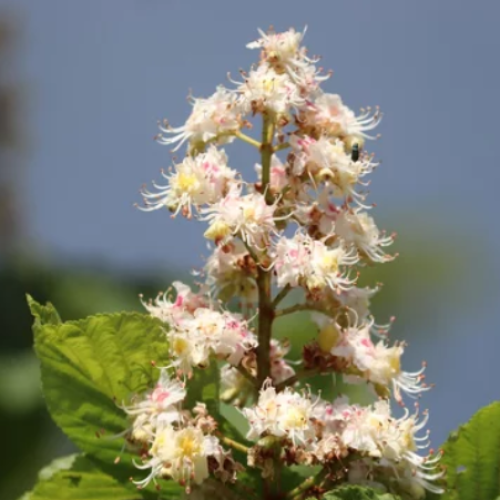 White Chestnut