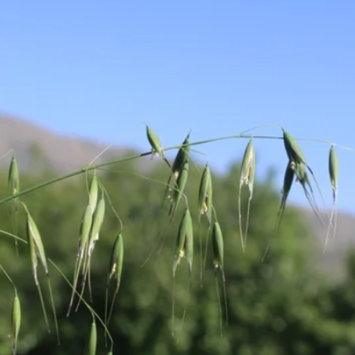 Wild Oat